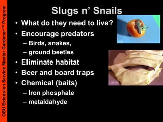Your Thinking ProcessUnderstand problem (research!) Form tentative diagnosis (confirm)Identify management optionsImplement management practiceMonitor effects Record observations