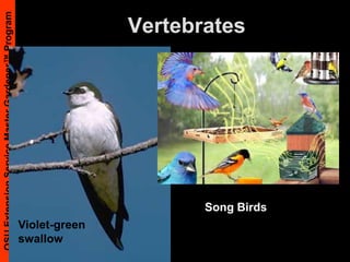 Diagnosing Plant ProblemsSymptomChange in the plant, ie. yellowing, holes in leaves, wilting, dead tissue, etc.SignThe organism that’s causing the damage, ie. insect, mold, frass, etc.