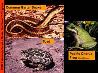 Tomato- AbioticBlossom-end rotCa deficiency in fruit