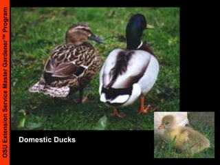 Ensure adequate moisture especially on small fruit