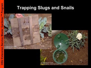 Check soil Ca level amend with  lime in fallSunscald