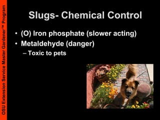 Damping Off DiseaseSoil temperatures too cold