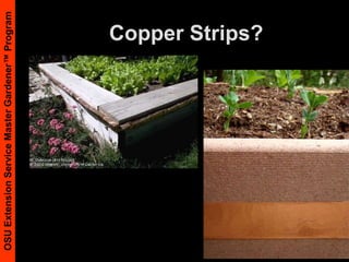 Use sterile potting supplies