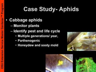 Slugs n’ SnailsWhat do they need to live?Encourage predatorsBirds, snakes, ground beetlesEliminate habitatBeer and board trapsChemical (baits)Iron phosphatemetaldahyde