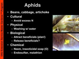 VertebratesSong BirdsViolet-green swallow