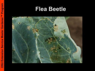 Common Garter Snake                                     © David RosenToadPacific Chorus Frog © David Rosen