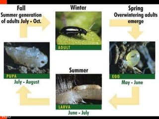 Trapping Slugs and Snails