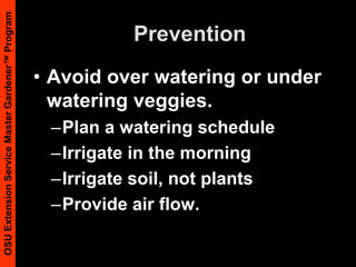 PreventionAvoid over watering or under watering veggies. Plan a watering scheduleIrrigate in the morningIrrigate soil, not plantsProvide air flow.