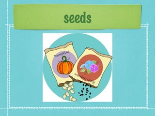 seeds 
 