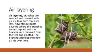 Vegitative propagation | PPTX