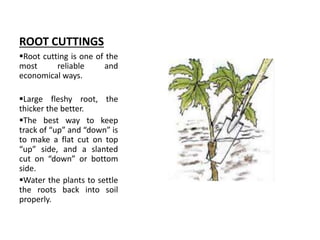 ROOT CUTTINGS
Root cutting is one of the
most reliable and
economical ways.
Large fleshy root, the
thicker the better.
The best way to keep
track of “up” and “down” is
to make a flat cut on top
“up” side, and a slanted
cut on “down” or bottom
side.
Water the plants to settle
the roots back into soil
properly.
 