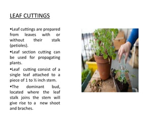 LEAF CUTTINGS
Leaf cuttings are prepared
from leaves with or
without their stalk
(petioles).
Leaf section cutting can
be used for propagating
plants.
Leaf cutting consist of a
single leaf attached to a
piece of 1 to ½ inch stem.
The dominant bud,
located where the leaf
stalk joins the stem will
give rise to a new shoot
and braches.
 