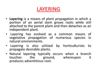 LAYERING
• Layering is a means of plant propagation in which a
portion of an aerial stem grows roots while still
attached to the parent plant and then detaches as an
independent plant.
• Layering has evolved as a common means of
vegetative propagation of numerous species in
natural environments.
• Layering is also utilized by horticulturists to
propagate desirable plants.
• Natural layering typically occurs when a branch
touches the ground, whereupon it
produces adventitious root.
 