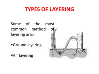 TYPES OF LAYERING
Some of the most
common method of
layering are:-
Ground layering
Air layering
 