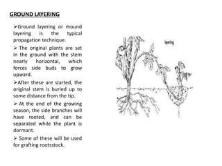 GROUND LAYERING
Ground layering or mound
layering is the typical
propagation technique.
 The original plants are set
in the ground with the stem
nearly horizontal, which
forces side buds to grow
upward.
After these are started, the
original stem is buried up to
some distance from the tip.
 At the end of the growing
season, the side branches will
have rooted, and can be
separated while the plant is
dormant.
 Some of these will be used
for grafting rootsstock.
 