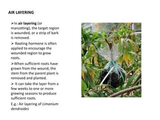 AIR LAYERING
In air layering (or
marcotting), the target region
is wounded, or a strip of bark
is removed.
 Rooting hormone is often
applied to encourage the
wounded region to grow
roots.
When sufficient roots have
grown from the wound, the
stem from the parent plant is
removed and planted.
 It can take the layer from a
few weeks to one or more
growing seasons to produce
sufficient roots.
E.g.: Air layering of Limonium
dendroides
 