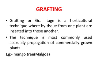GRAFTING
• Grafting or Graf tage is a horticultural
technique where by tissue from one plant are
inserted into those another.
• The technique is most commonly used
asexually propagation of commercially grown
plants.
Eg:- mango tree(Malgoa)
 