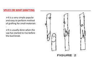 SPLICE OR WHIP GRAFTING
It is a very simple popular
and easy to perform method
of grafting for small materials
.
It is usually done when the
sap has started to rise before
the bud break.
 