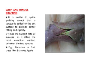 WHIP AND TONGUE
GRAFTING
 It is similar to splice
grafting except that a
tongue is added to the cut
surface to provide better
fitting and rigidity.
It has the highest rate of
success as it offers the
most cambium contact
between the two species
 E.g.: Common in fruit
trees like- Bramley Apple
 