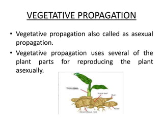 VEGETATIVE PROPAGATION
• Vegetative propagation also called as asexual
propagation.
• Vegetative propagation uses several of the
plant parts for reproducing the plant
asexually.
 