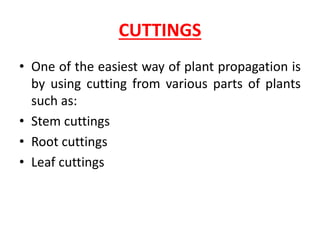 CUTTINGS
• One of the easiest way of plant propagation is
by using cutting from various parts of plants
such as:
• Stem cuttings
• Root cuttings
• Leaf cuttings
 