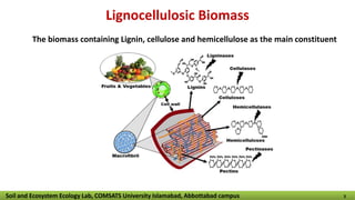 Lignocellulosic Biomass
The biomass containing Lignin, cellulose and hemicellulose as the main constituent
Soil and Ecosystem Ecology Lab, COMSATS University Islamabad, Abbottabad campus 3
 