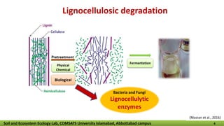 Lignocellulosic degradation
4
Physical
Chemical
Fermentation
Biological
Bacteria and Fungi
Lignocellulytic
enzymes
Soil and Ecosystem Ecology Lab, COMSATS University Islamabad, Abbottabad campus 4
(Masran et al., 2016)
 