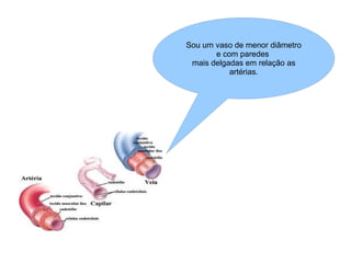 Sou um vaso de menor diâmetro e com paredes  mais delgadas em relação as artérias. 