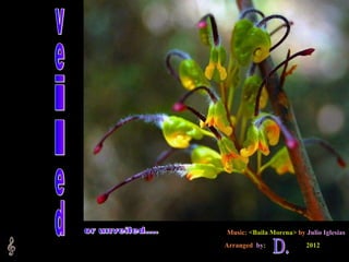 Music:  <Baila Morena>  by  Julio Iglesias Arranged   by :  2012   veiled D. or unveiled.... 