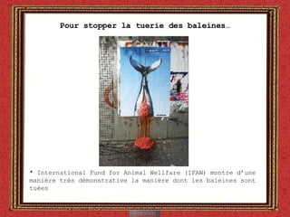 Pour stopper la tuerie des baleines… International Fund for Animal Wellfare (IFAW) montre d’une manière très démonstrative la manière dont les baleines sont tuées 