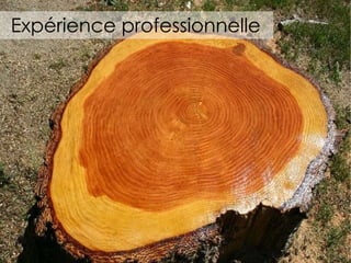 Expérience professionnelle 