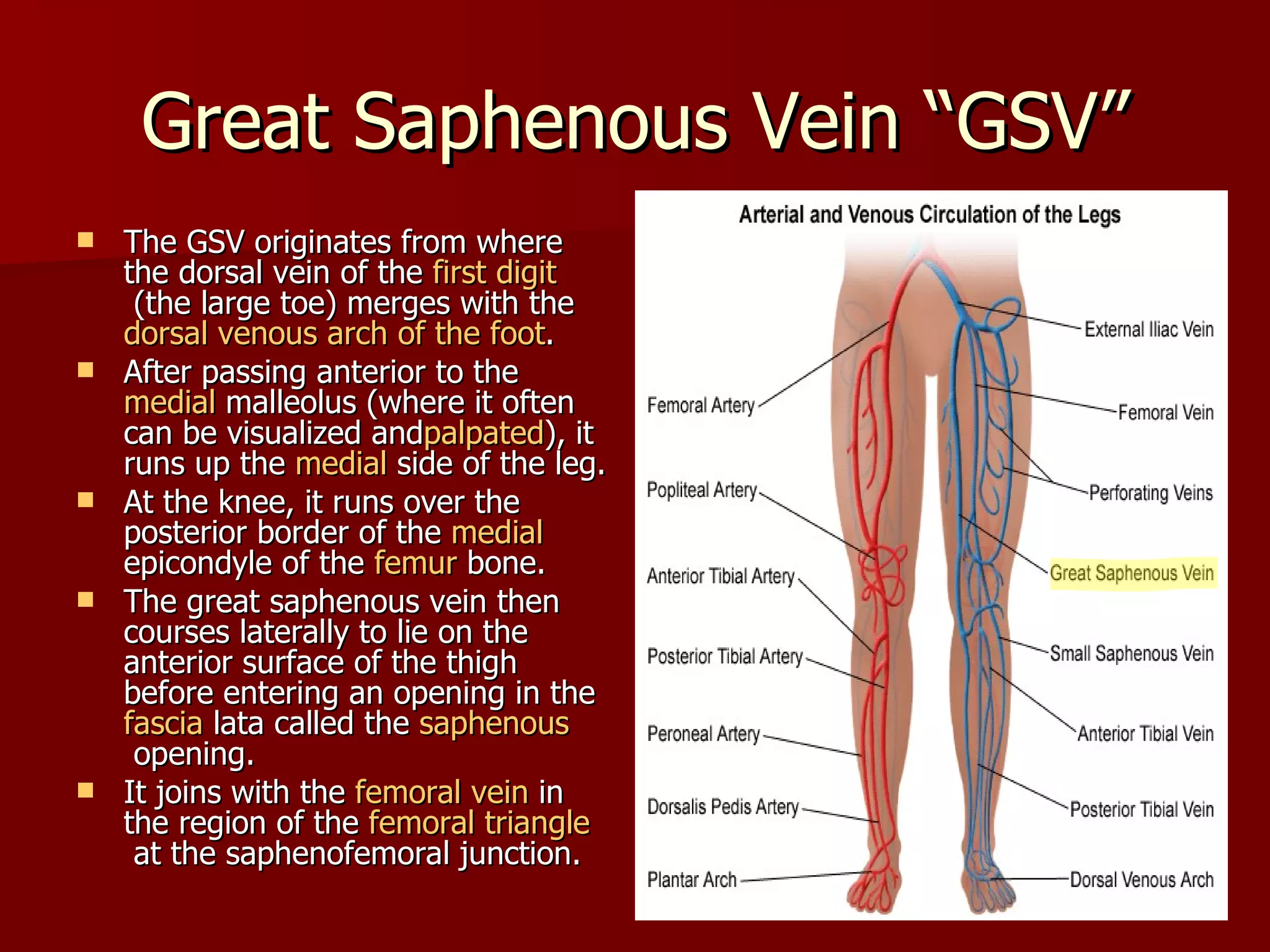 Vein of lower limb | PPT