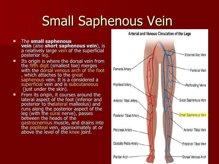 Vein of lower limb