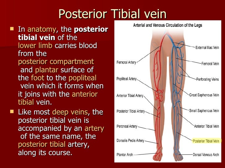 Posterior tibial vein. Saphenous vein. Saphenous vein. Saphenous. Saphenous nerve.