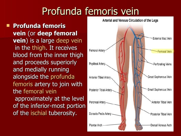 vein of lower limb small saphenous vein