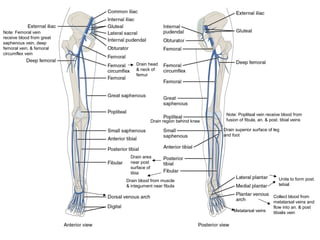 Collect blood from
metatarsal veins and
flow into an. & post
tibialis veinMetatarsal veins
Unite to form post.
tebial
Drain blood from muscle
& integument near fibula
Drain area
near post
surface of
tibia
Drain superior surface of leg
and foot
Drain region behind knee
Drain head
& neck of
femur
Note: Popliteal vein receive blood from
fusion of fibula, an. & post. tibial veins
Note: Femoral vein
receive blood from great
saphenous vein, deep
femoral vein, & femoral
circumflex vein
 