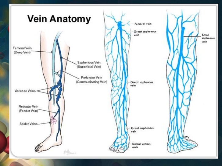Как проходит вена по ноге