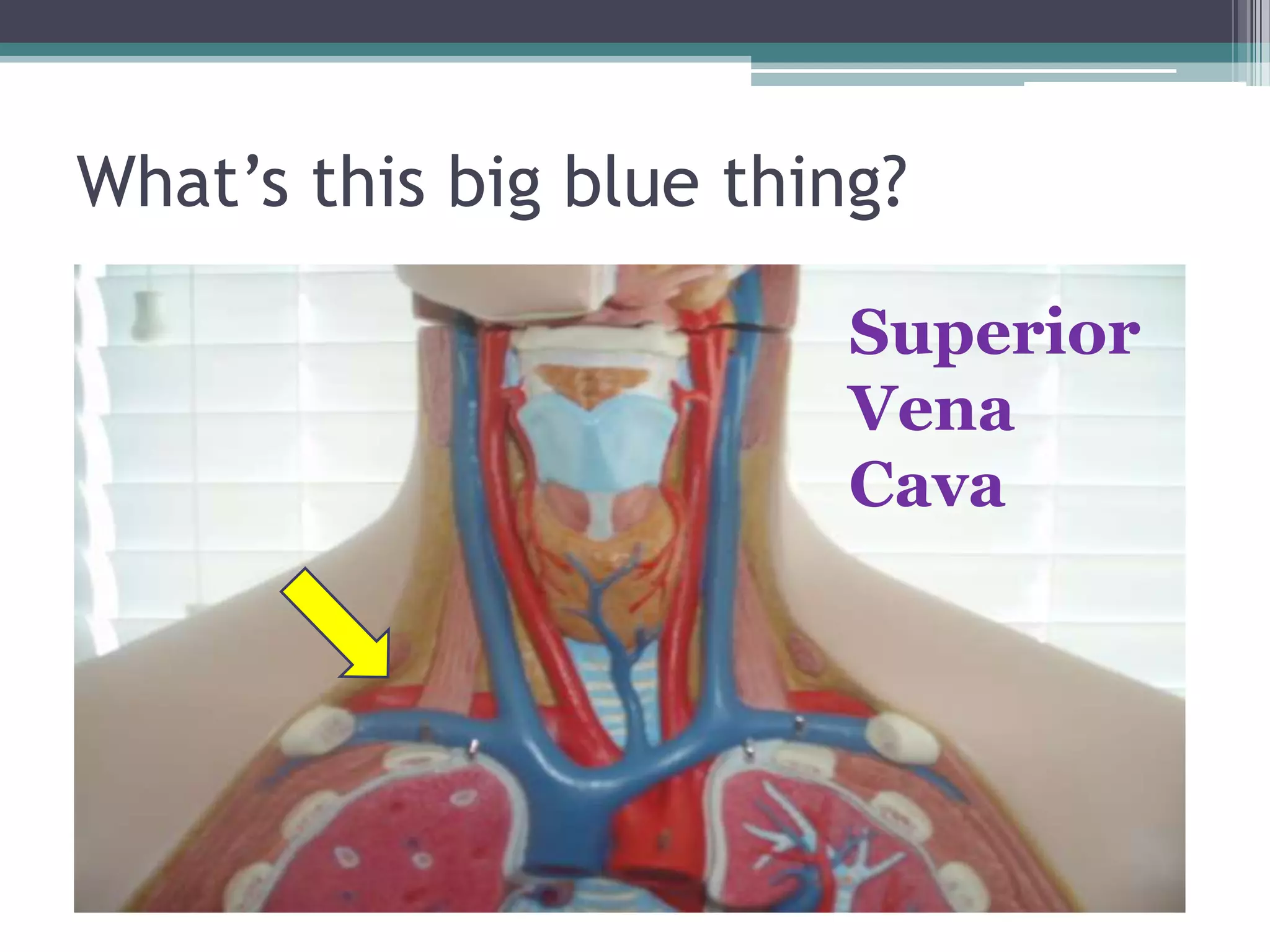 What’s this big blue thing?Superior Vena Cava
