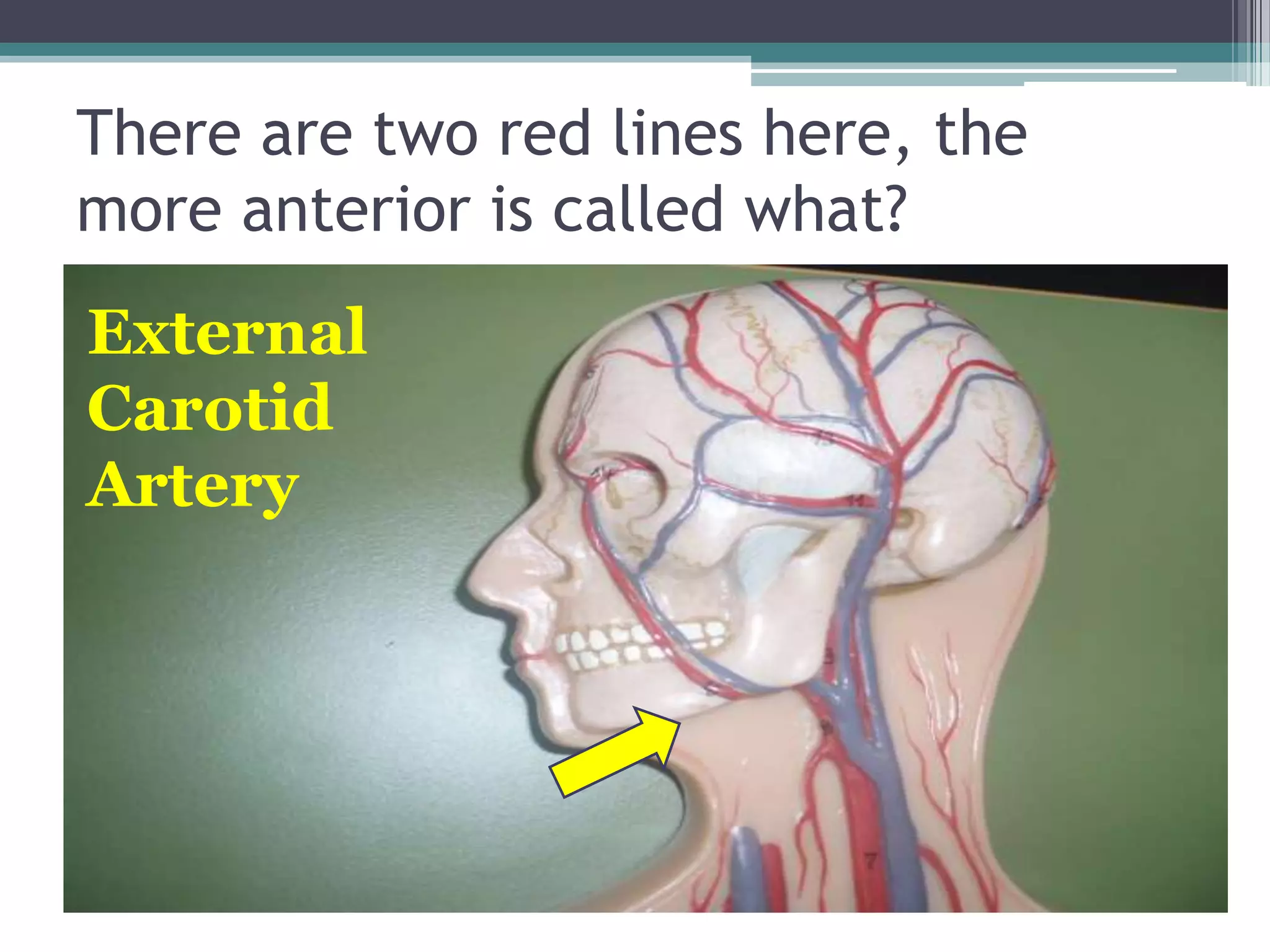 There are two red lines here, the more anterior is called what?External Carotid Artery