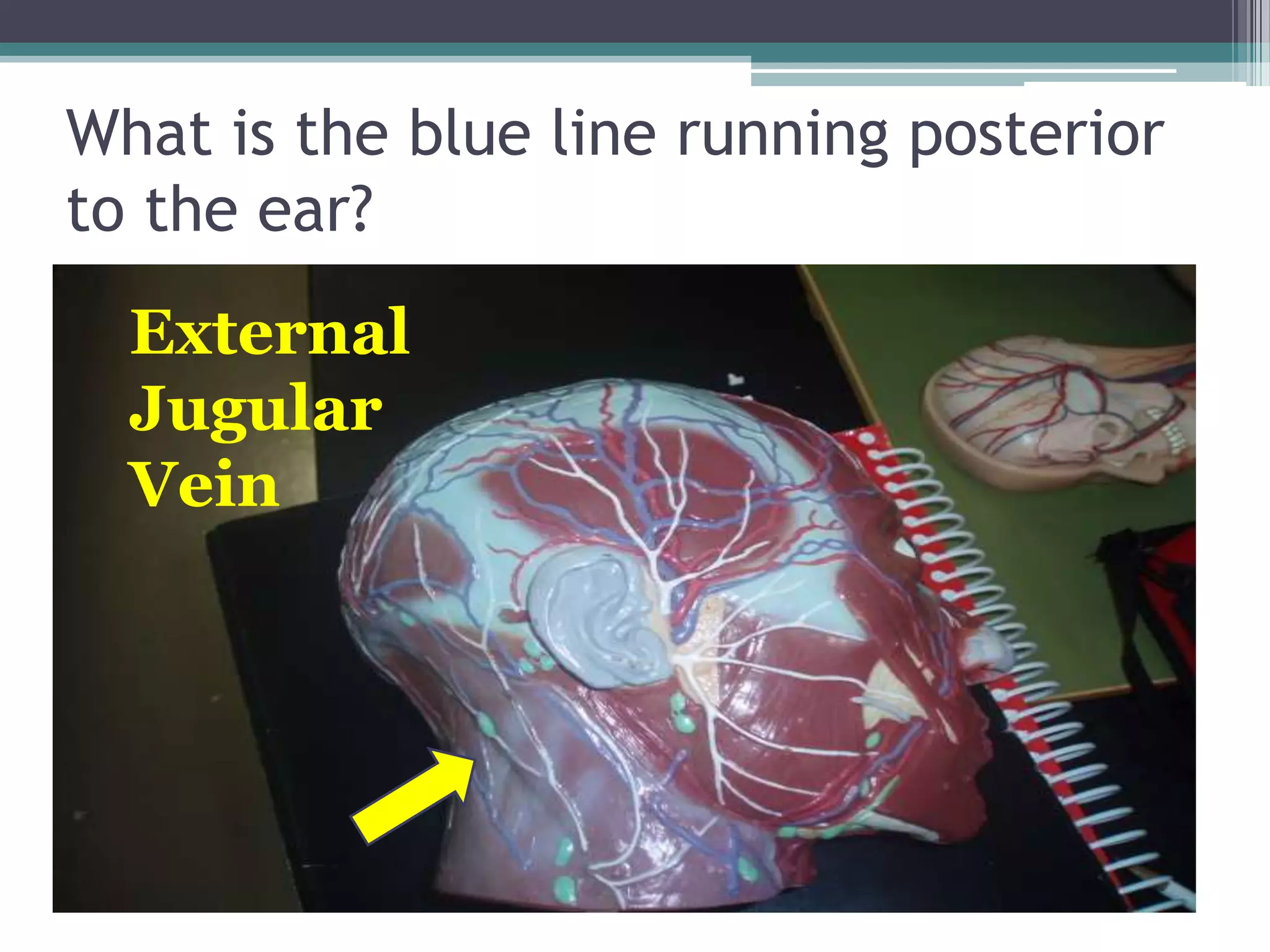 What is the blue line running posterior to the ear?External Jugular Vein
