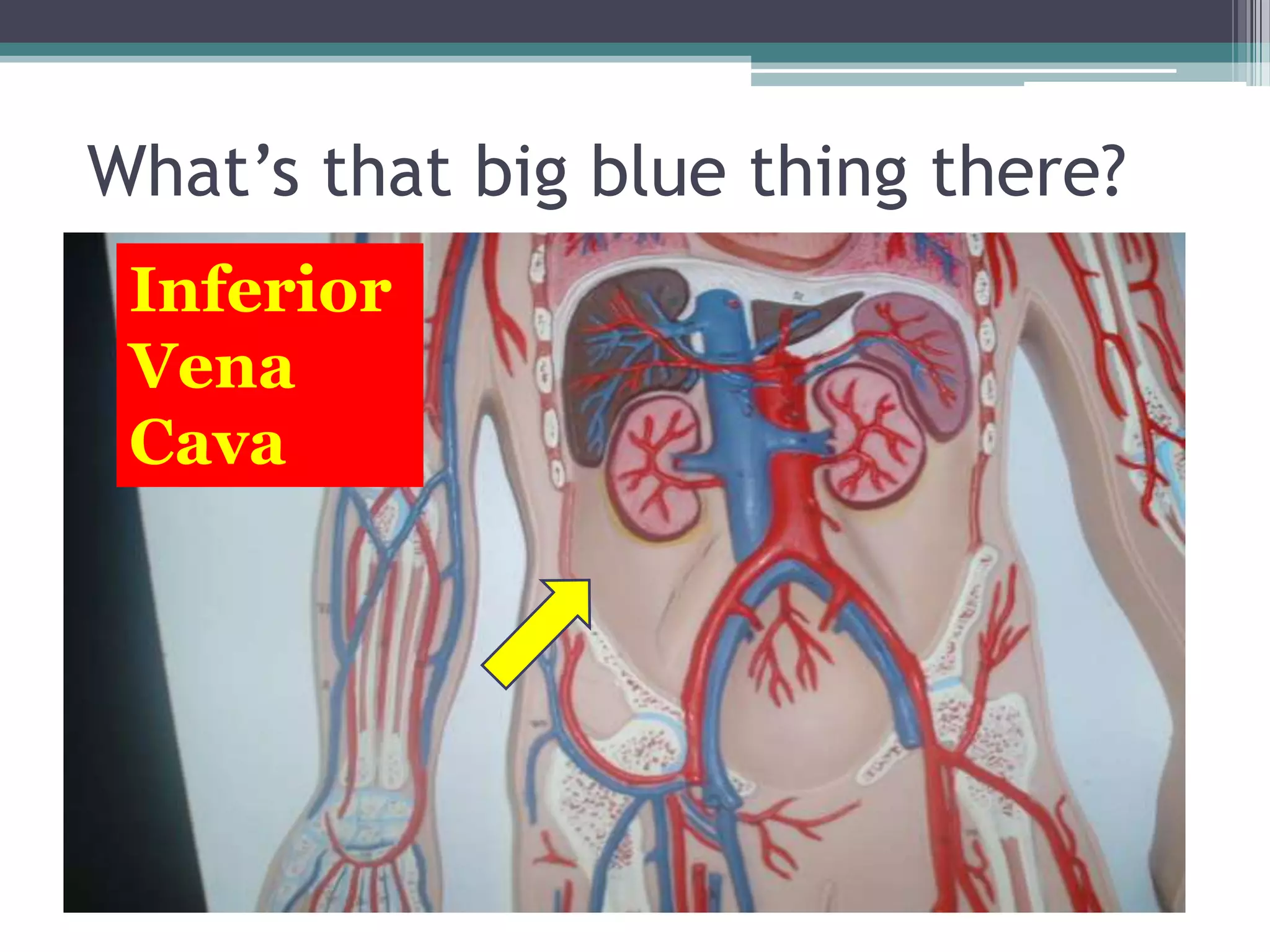 What’s that big blue thing there?Inferior Vena Cava