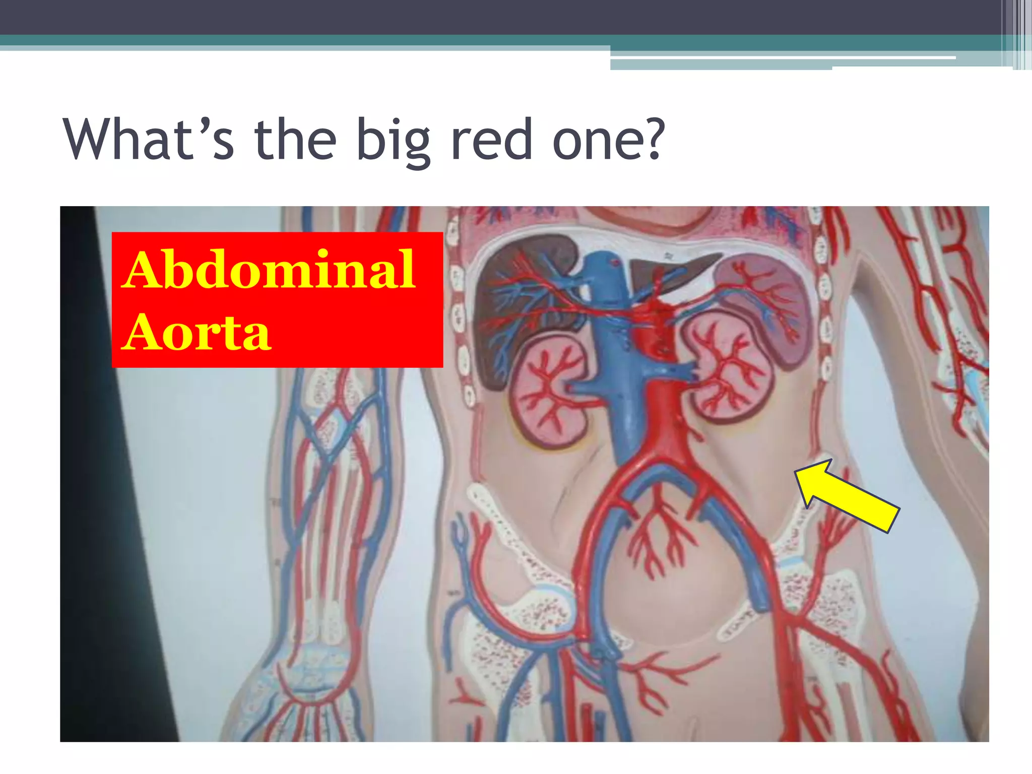 What’s the big red one?Abdominal Aorta