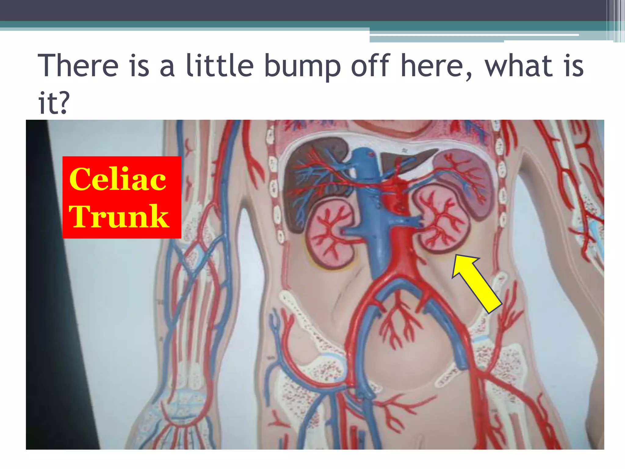 There is a little bump off here, what is it?Celiac Trunk