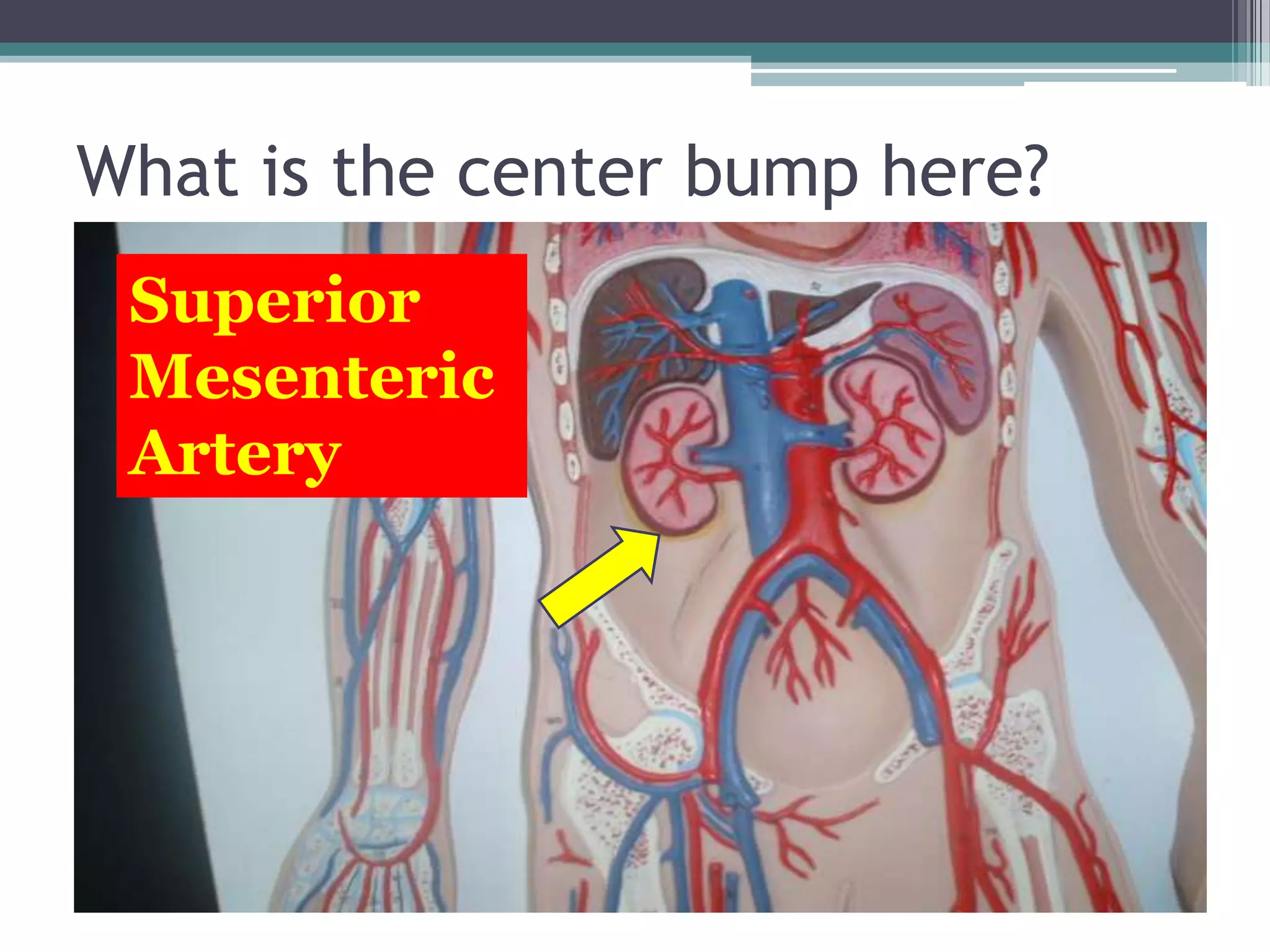 What is the center bump here?Superior Mesenteric Artery