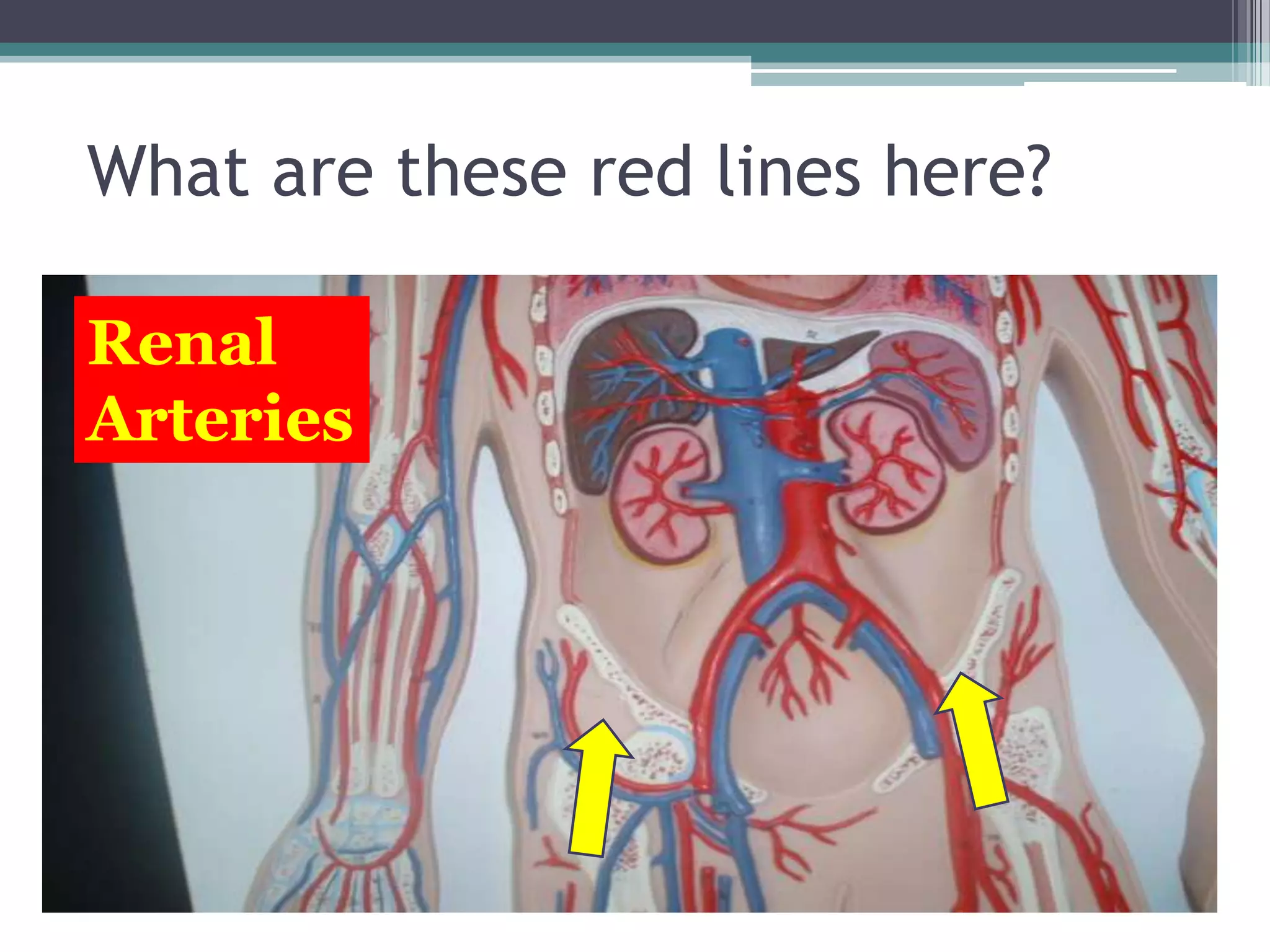 What are these red lines here?Renal Arteries