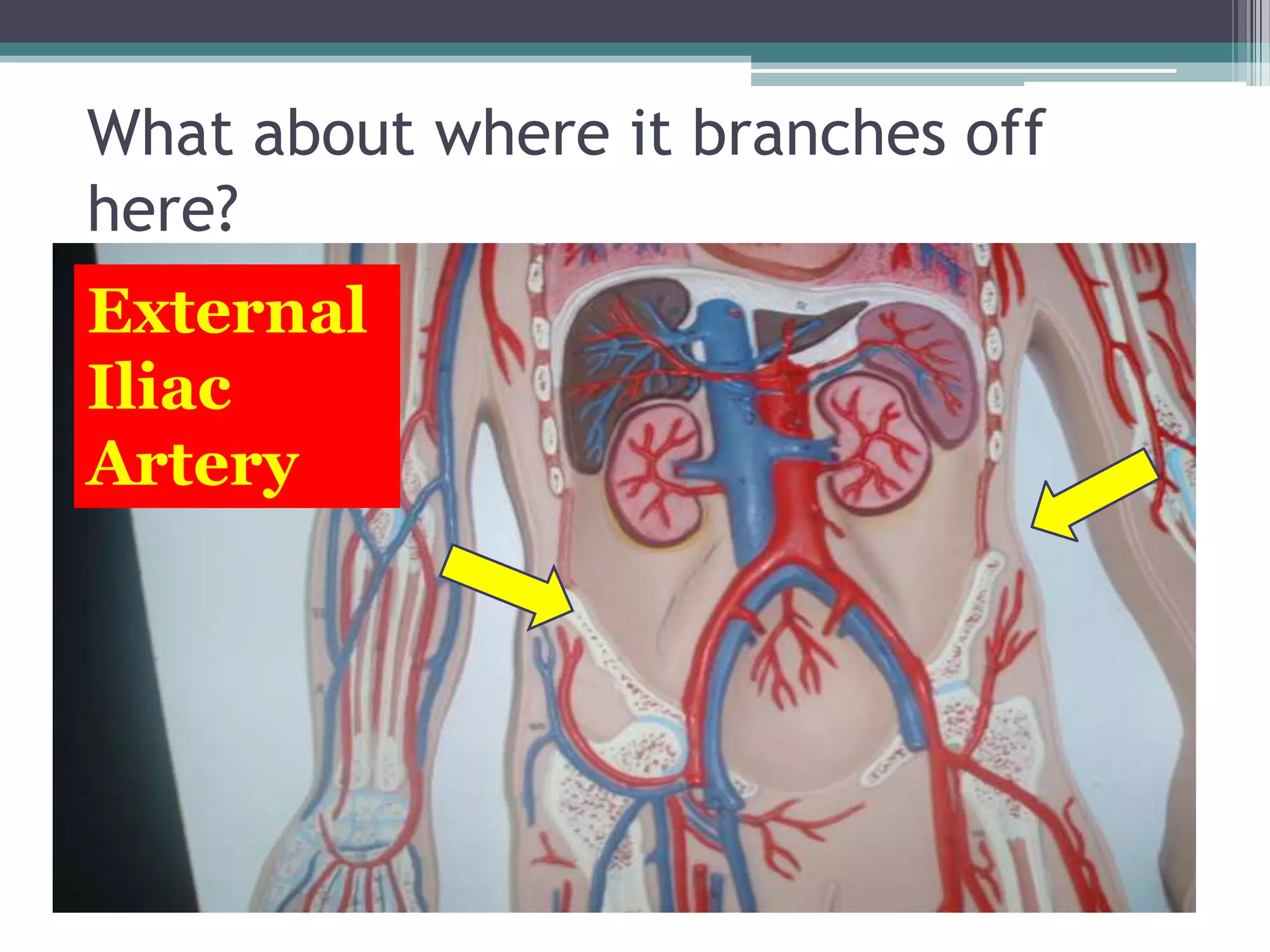 What about where it branches off here?External Iliac Artery