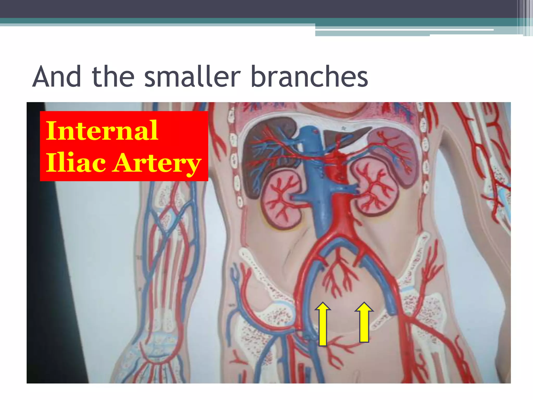 And the smaller branchesInternal Iliac Artery