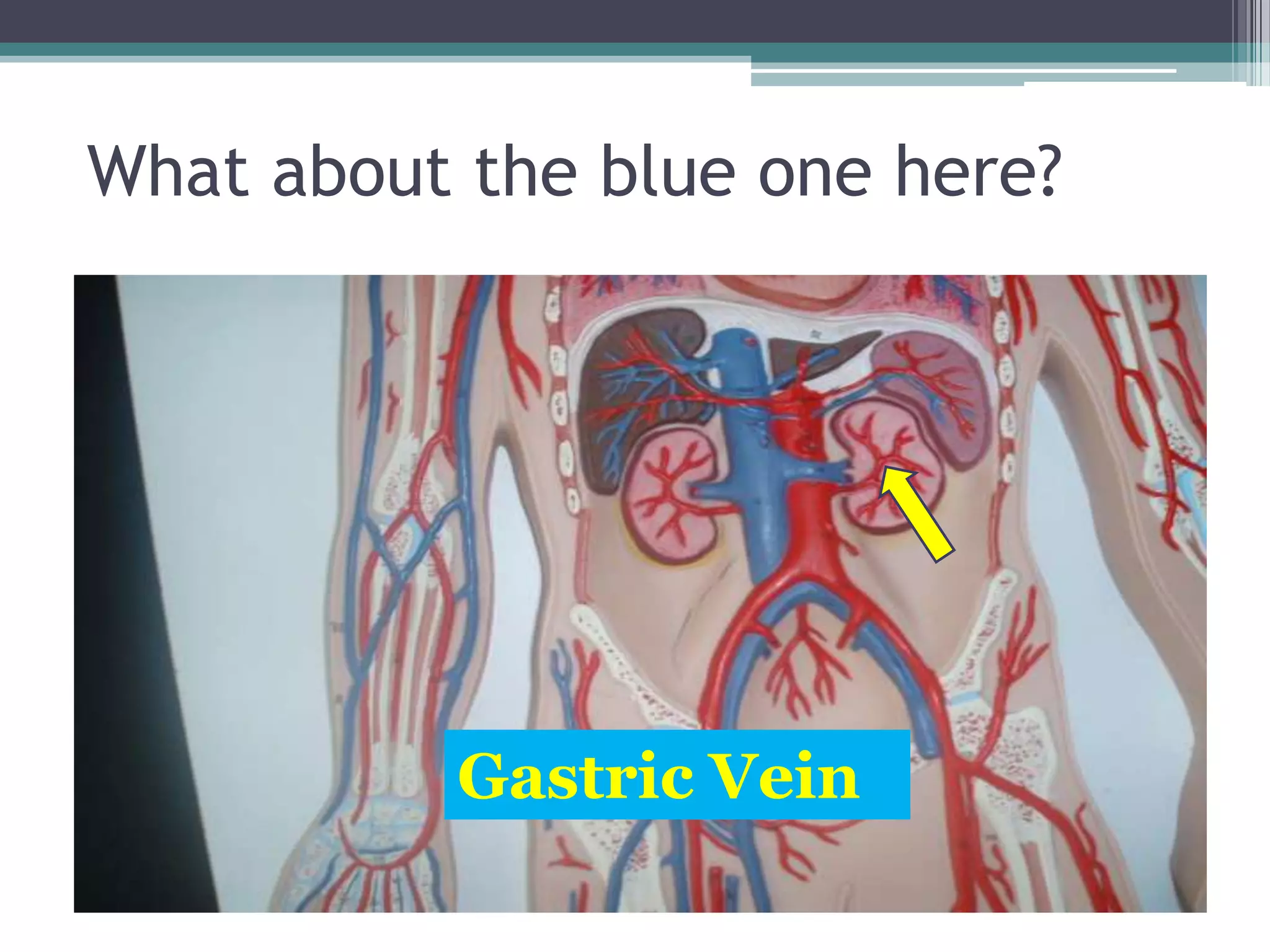 What about the blue one here?Gastric Vein