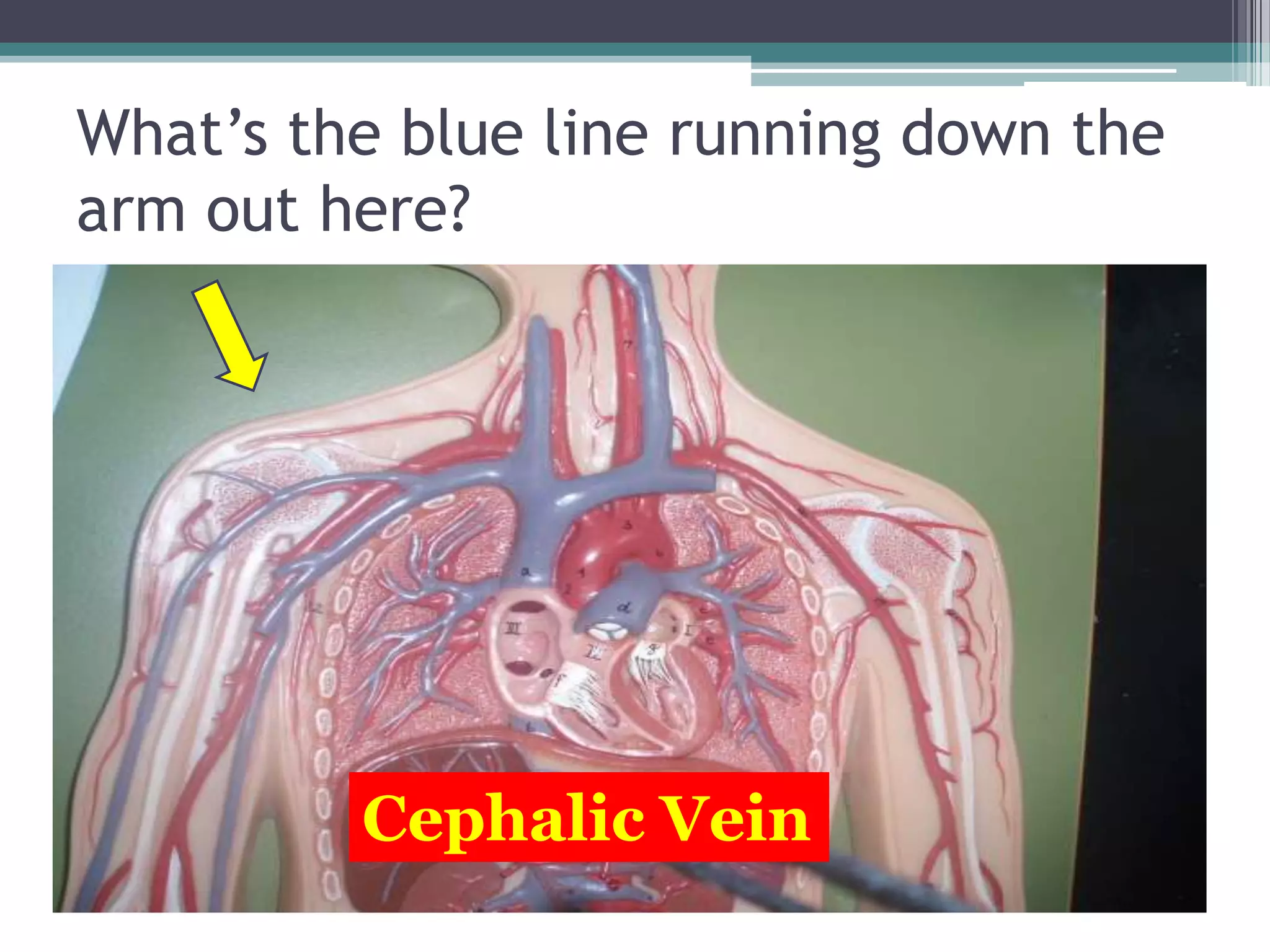 What’s the blue line running down the arm out here?Cephalic Vein