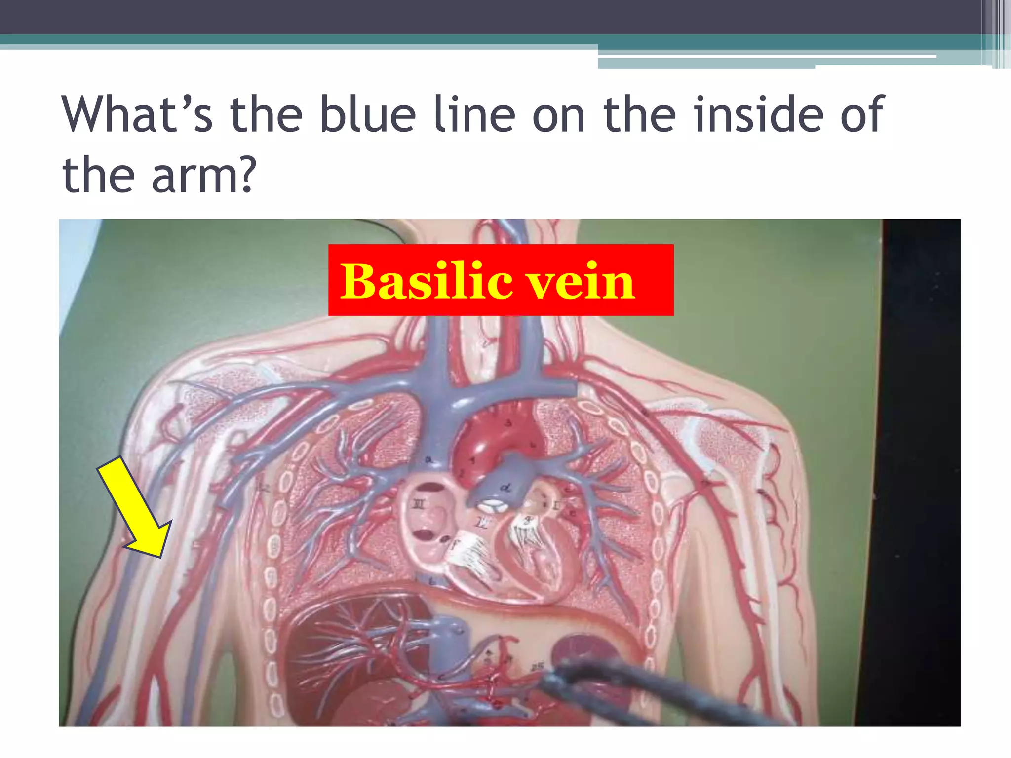 What’s the blue line on the inside of the arm?Basilic vein